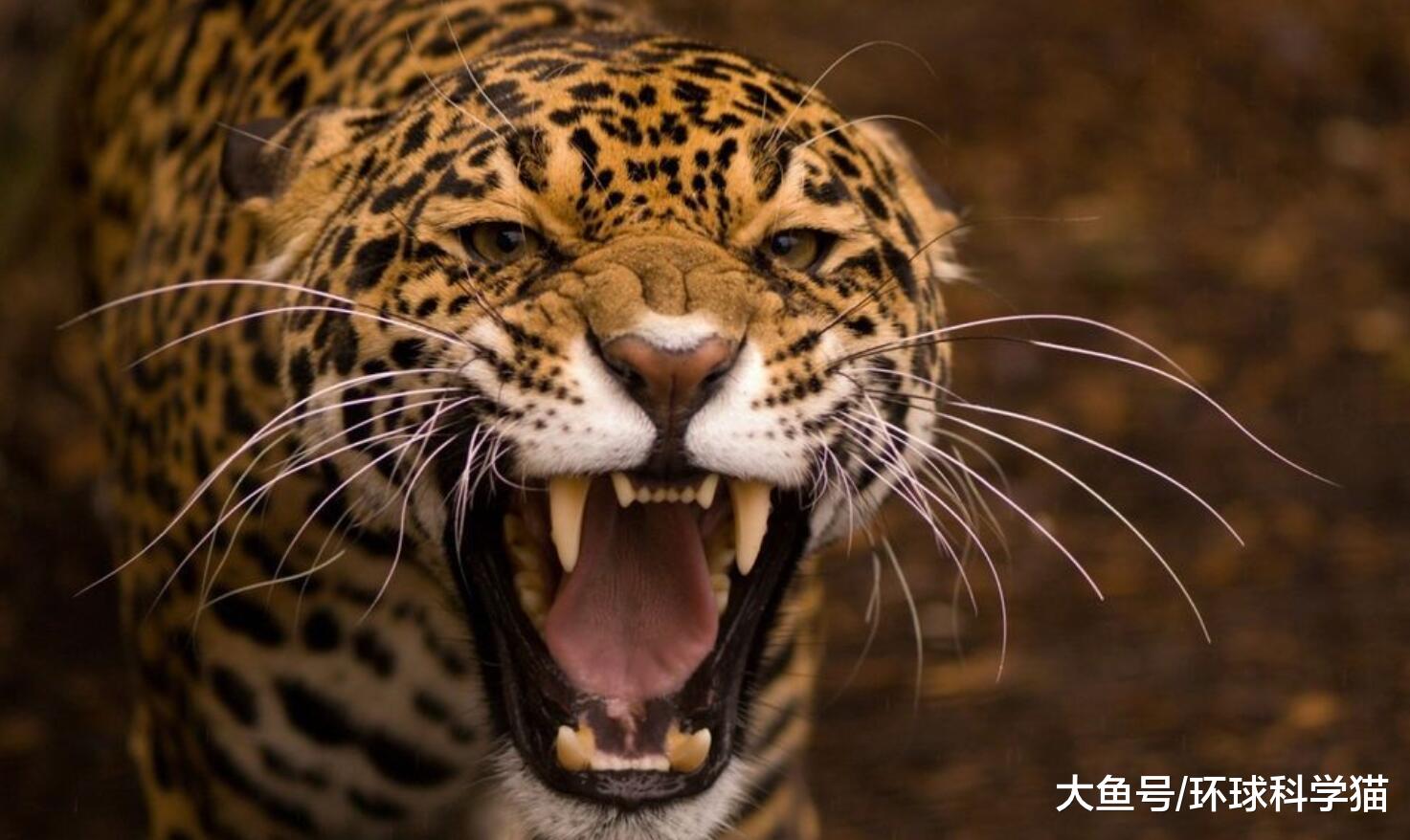 巨蟒能“勒死”老虎？但被美洲豹给咬死了，骨头碎裂声音可以听到