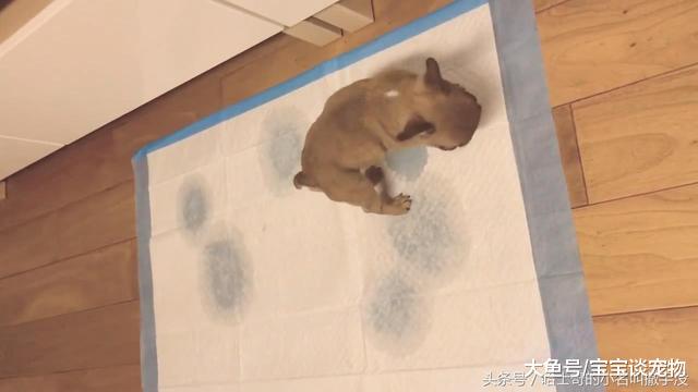 自从狗狗知道了在尿垫上撒尿有奖励，一个小时尿6次了，说你啥好