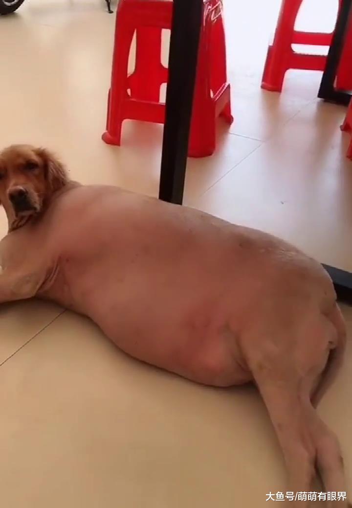 金毛被剃光溜后心理变化微妙，无脸见人终日不出门，网友：要下锅的节奏？