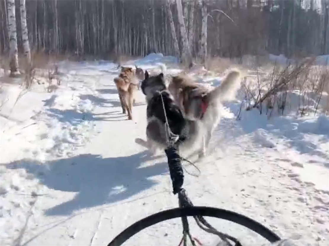 二哈拉雪橇時上廁所，兩只前腿撐地奔跑，網友：這二哈真純……