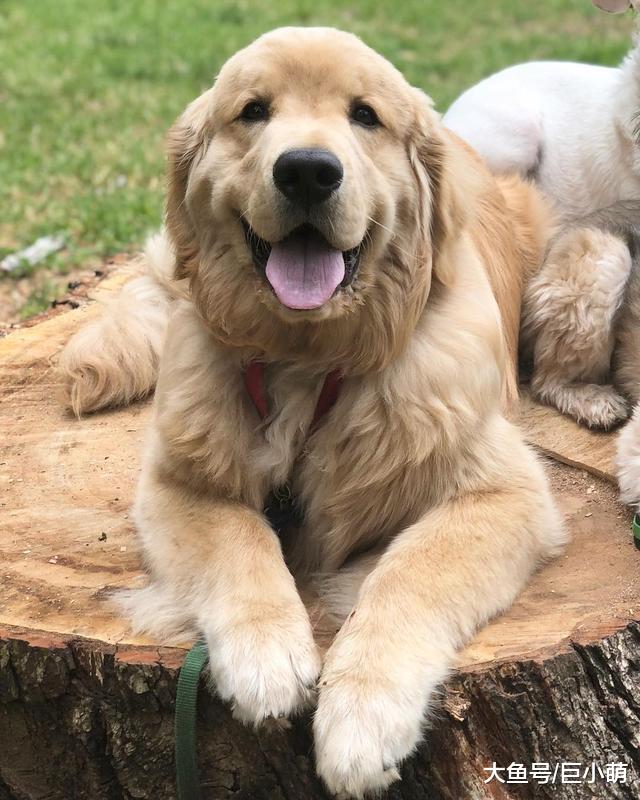 贪玩金毛和朋友玩疯了忘记时间，被主人硬抓上车时，一脸生无可恋