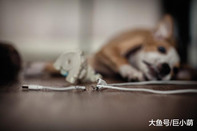 狗狗从好变坏，其实只需要主人做这些，就能让狗养成坏习惯