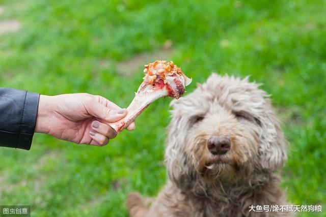 关心狗狗的主人，肯定不会让它吃这些食物，因为伤害太大