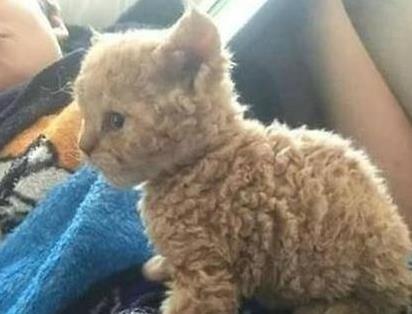 橘猫出去浪, 不久后生下一只独子, 主人: 这猫咋长得像泰迪