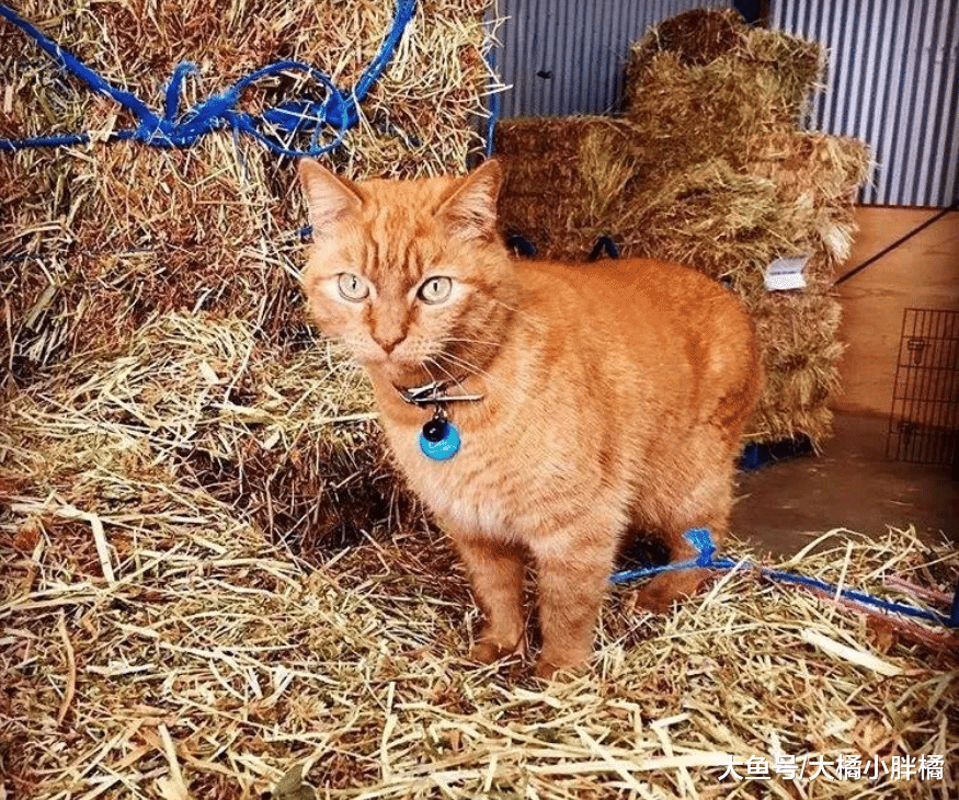 橘猫成为警队御用“弼马温”，负责清剿马棚老鼠，每天随时上下班