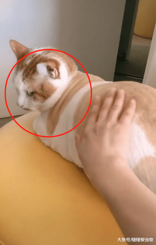 男子挑战逆向撸猫，结果遭到了猫咪眼神嘲笑，猫：呵呵！人类