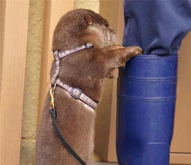 鏟屎官給水獺喂食貝殼，小水獺不舍吃掉，偷偷藏主人靴子里腌制！