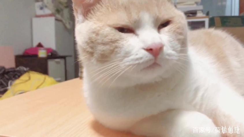 貓越養越胖怎么辦？！別猶豫，用這幾招帶貓咪減肥！