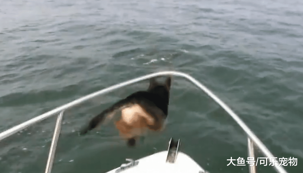 狗狗在船上看到海豚，激动的一跃而下，与海豚一起玩了起来