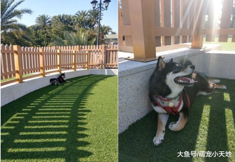 好天氣遛黑柴，它卻狂躲太陽到陰涼處趴著，家人笑翻：怕曬黑？