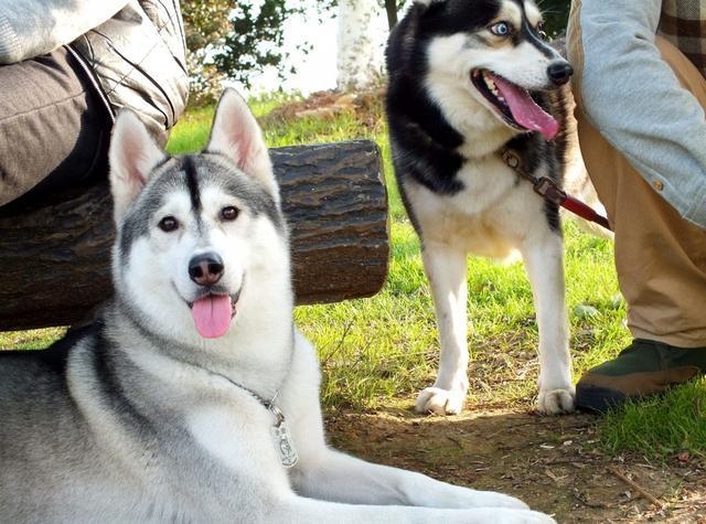 “這些食物，我寧愿狗狗挨餓也不喂！”一位資深的鏟屎官提醒大家