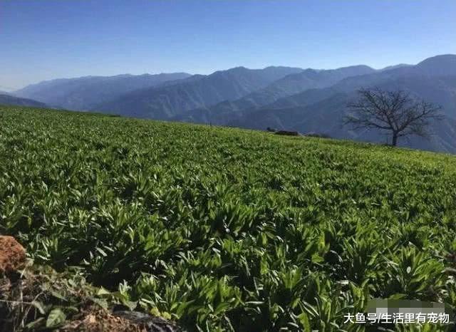 農村的一種野草，被稱為朝廷貢品，營養價值非常高！