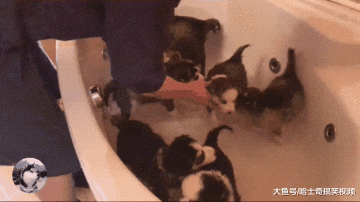 二哈生了支“足球队”，却因洗澡阵容强大走红，像在洗地瓜