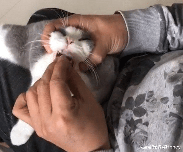 如何給貓咪喂藥，這幾個小計策值得一試！