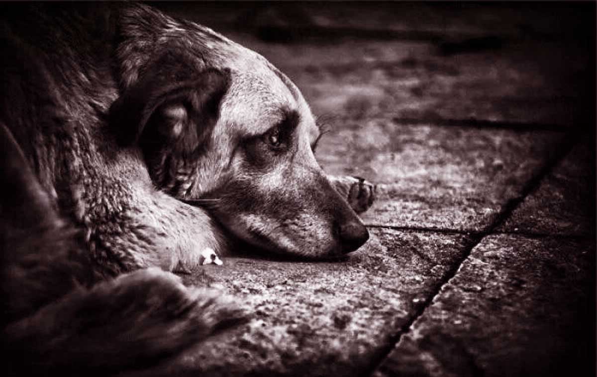 流浪狗向顾客讨食，却遭到忽视，随后一个小举动，竟让人乖乖就范