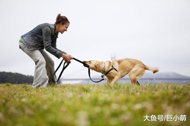 和狗狗“拔河”会让它变得有攻击性？看完以下几点你就知道了