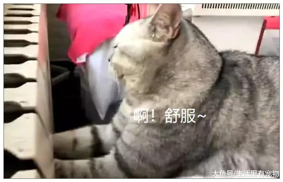 小猫把手伸进暖气片, 毛孩子也会冻手? 被发现的一刻笑喷了!