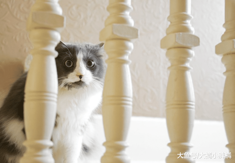 猫咪闻了你的脚后为啥会面露惊讶？不是你的脚臭，看完你就知道了