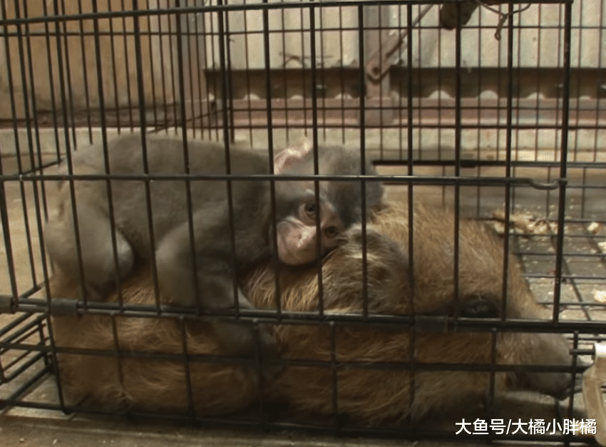小野猪被妈妈抛弃，猴妈妈收养它，小野猪每天背着小猴子太有爱了