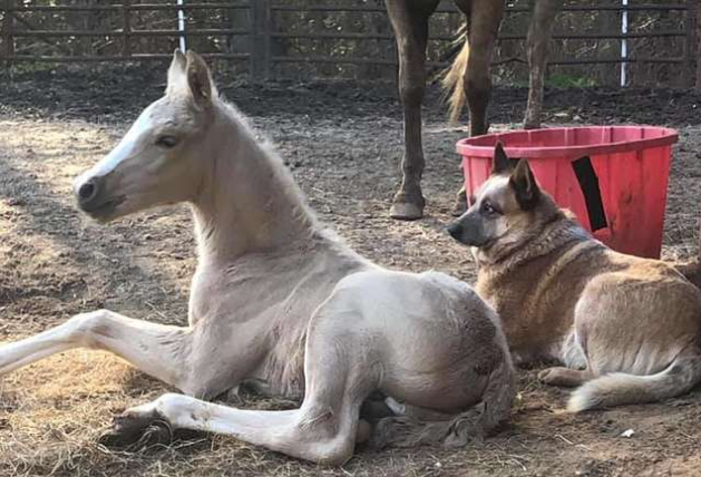 刚出生的小马失去了妈妈，从此只能与孤独相伴，狗狗却给了它温暖