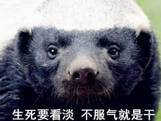 平头哥连狮子都不怕，却被这种小鸟耍得团团转，还懂得利用人类