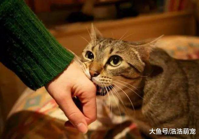 為什么有的人不愿意養貓？只因貓咪有5個缺點，讓他們不能接受