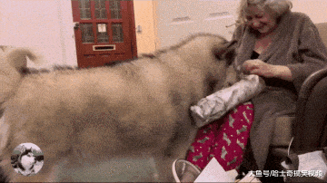 奶奶带礼物来看“胖孙子”, 拆开后狗子不开心了: 吃的呢?