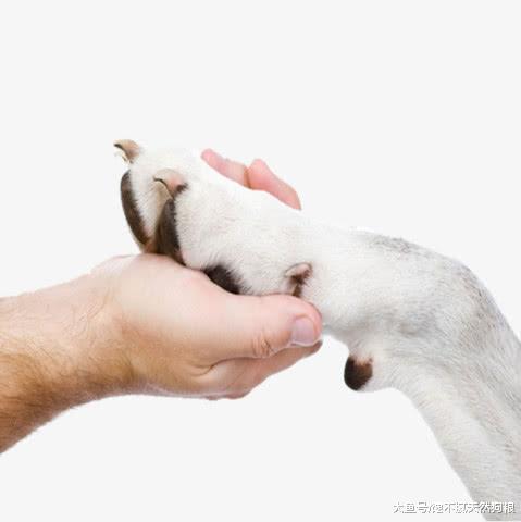 狗狗肉垫很重要，有这5个作用，一般人不要随便碰！