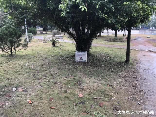 柯基被装箱子抛弃在树下，里面装有红包和纸条，拆开看后泪流不止
