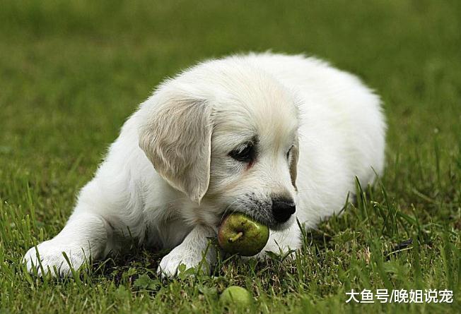 狗狗不能吃的水果, 粘上一点就会害了狗狗, 你知道吗?