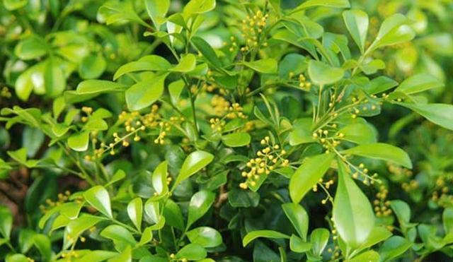 米兰枝条细弱，开花差，及时加点“料”，剪一刀，枝头爆满花苞