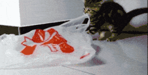 辟谣：猫咪舔毛只是为了清洁身体？不，还有这4点隐藏在其背后