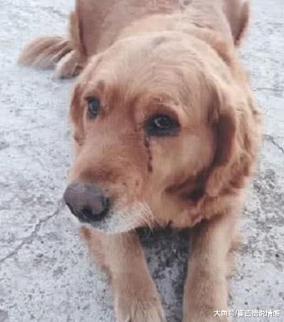 金毛意外走丢，三天后它奇迹归来哭红了眼：你为什么要抛弃我？