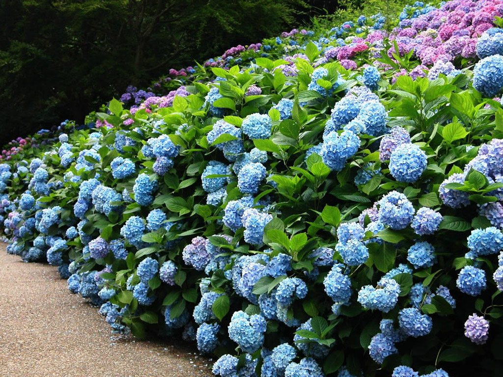 如何养护绣球花，绣花球在客厅的养殖方法有哪些