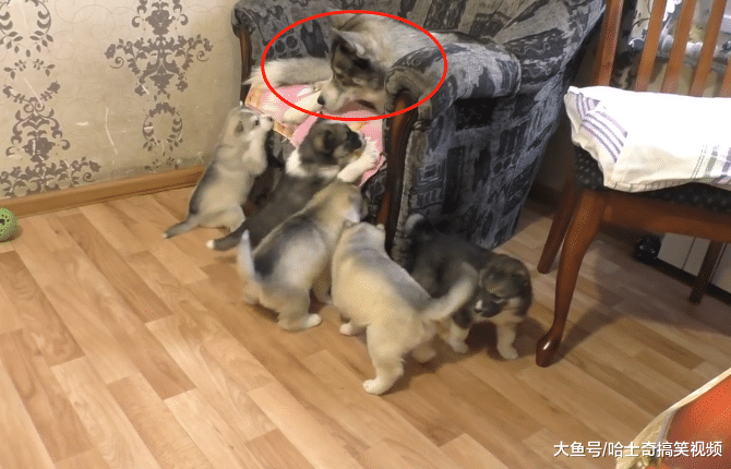 小奶狗才一个月大，二哈就开始逃避喂奶了，狗：让我静静吧