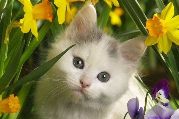 你喜欢猫咪么，猫咪和狗狗不同，猫咪的自尊心非常强