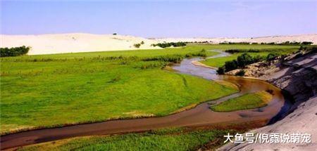 日本人自愿到我国沙漠种树，究竟有什么目的？说出来你别不信！