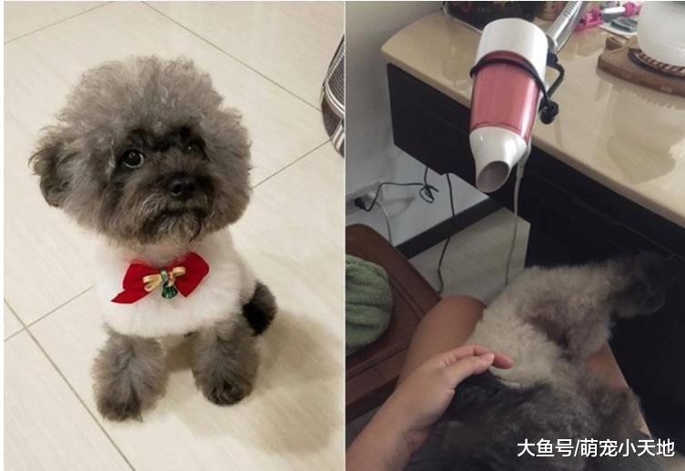 灰毛球Q贵宾被洗成杂毛狗！ 2张照片看出爸妈洗澡差很大