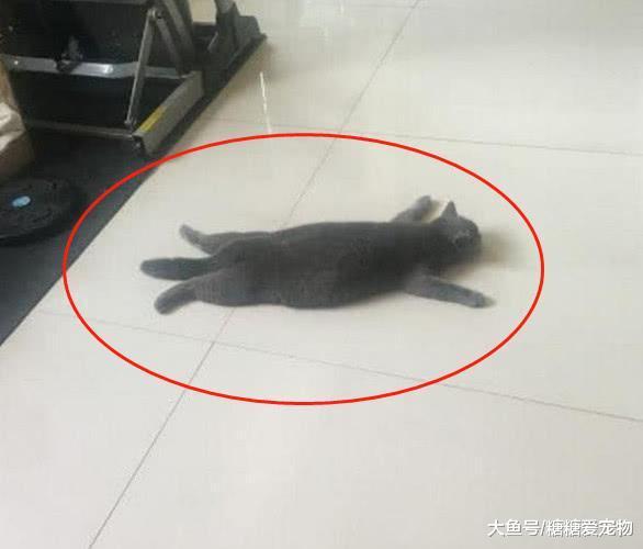 一只来自南方的猫, 第一见到地暖就变成了这个样子, 主人: 瞅瞅你那出息!