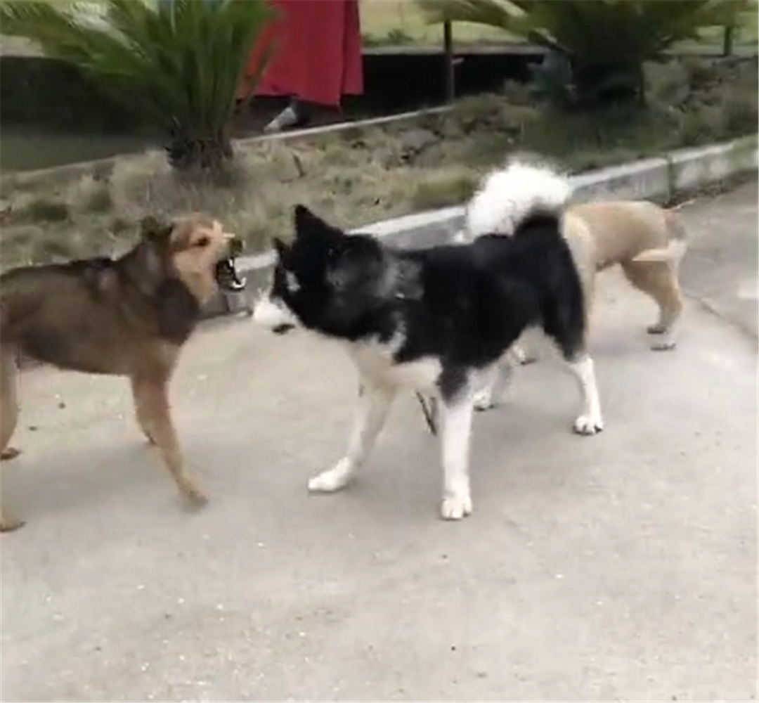 二哈為吃肉干戰斗力飆漲，追著田園犬攆，二哈：不許搶我肉干……
