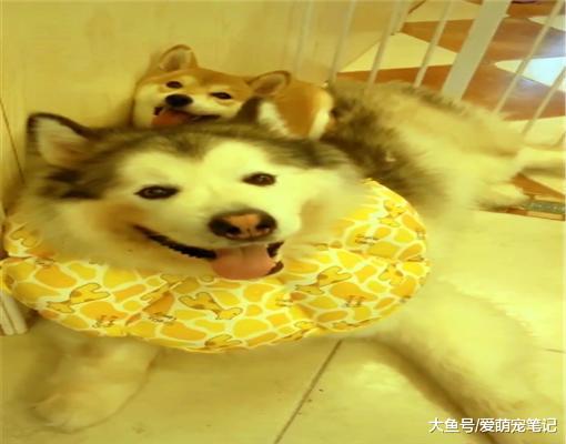 柴犬把阿拉当作“靠山”，每次犯错都往它身上躲，谁还不是个宝宝