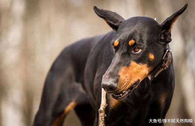 犬界中最适合当警犬的5种狗，你觉得哪一种犬会是榜首呢？