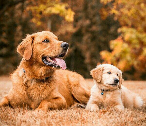 為什么需要給自家狗狗訓練? 十條不可不知的理由!