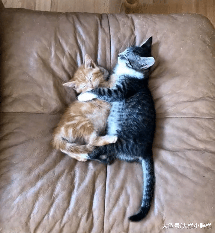 橘猫失去家人很悲伤，新来小猫却用这种方式安慰它，真是太温馨了