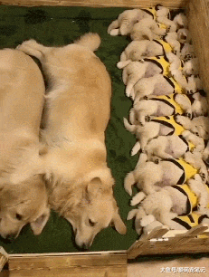 金毛“夫妻”养育11只小奶狗，每天都看护它们睡午觉，画面好有爱