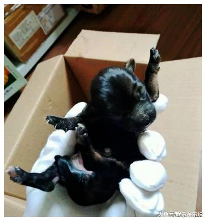 快递小哥哥路过垃圾堆，听到里面传出狗叫，找到后一看不淡定了