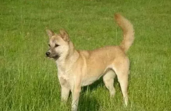 为什么土狗不能当警犬？不是因为它们笨，反而是因为太聪明