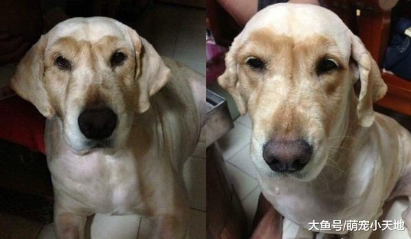 妈妈失手剃太多! 黄金猎犬变哀怨拉拉, 气到拒绝出门