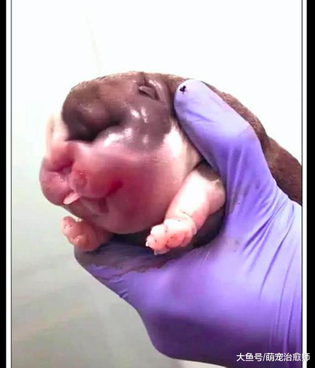 医生给哈士奇接生，主人看到刚出生的小狗有点懵：这是狗还是猪？