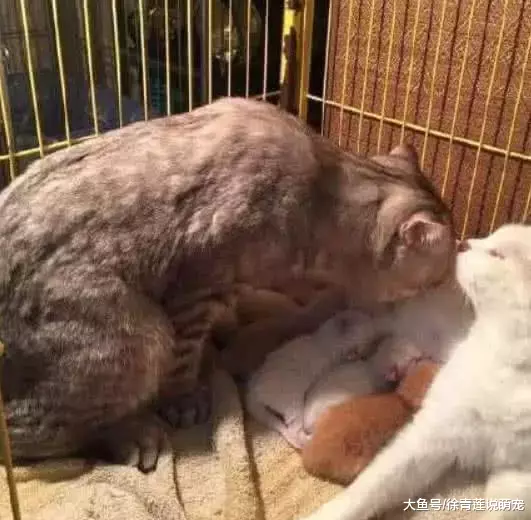 网友花大价钱买了一只蓝猫，长大后，网友：可以退货吗？